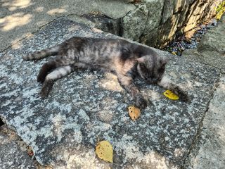暑さで死にそうな猫