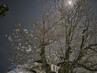 夜桜